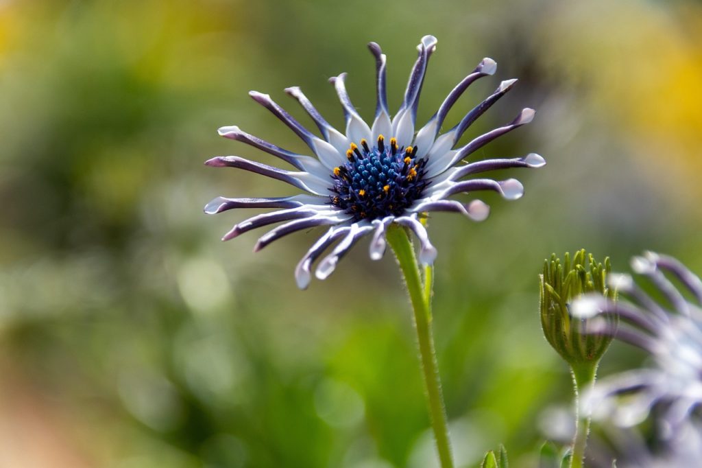 flower, plant, osteospermum, purple flower, beautiful flowers, blossom, flower background, bloom, flower wallpaper, nature
