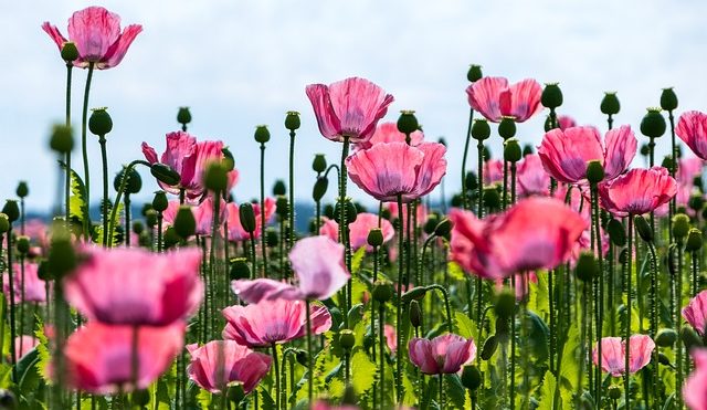 poppy, flower, pink poppy, pink flowers, flower wallpaper, blossom, bloom, flora, cultivation, agricultural, horticulture, beautiful flowers, nature, plants, field of flowers, flower meadow, poppy field, flower background, field