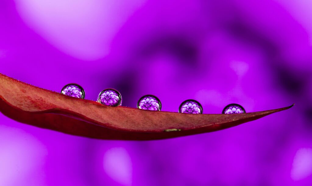 A vivid macro image capturing water droplets on a leaf against a striking purple background.