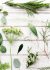 Blossom flower decorative tenderness fresh